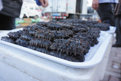 別讓大連海參成為第二只對蝦