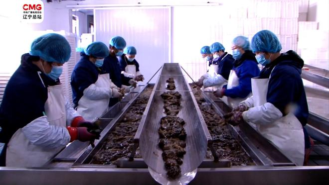 大連瓦房店|國家級海參產(chǎn)業(yè)園扎根&ldquo;遼參&rdquo;故鄉(xiāng)